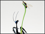 mantis-stalking-wasp