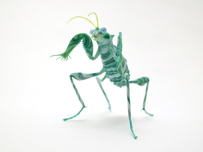 Chlidonoptera vexillum, glass mantis by Wesley Fleming