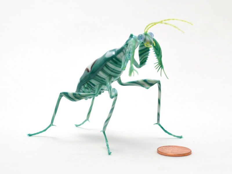 Chlidonoptera vexillum, glass preying mantis by Wesley Fleming