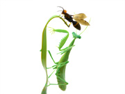 mantis-wasp-JM
