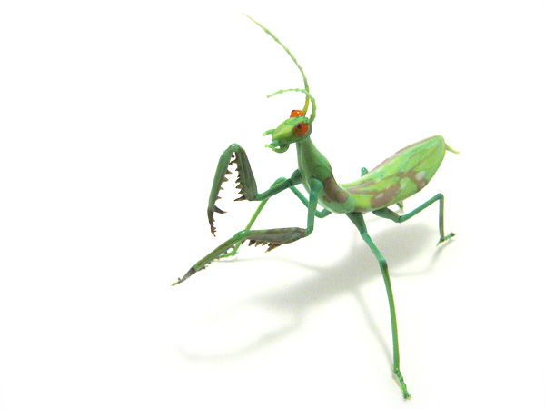 Praying Mantis, glass beetle by Wesley Fleming