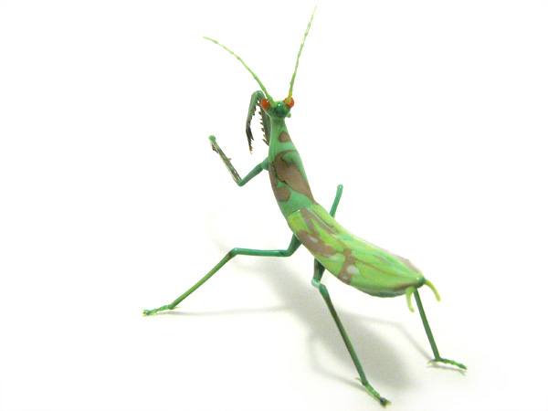 Praying Mantis, glass bug by Wesley Fleming