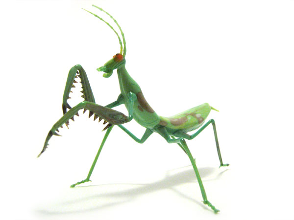 Praying Mantis, glass insect by Wesley Fleming
