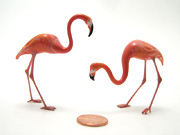 nesting-pair-of-flamingos