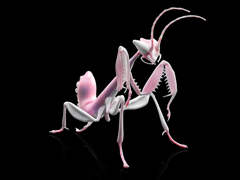 Orchid Mantis, glass orchid mantis by Wesley Fleming
