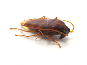 palmetto-bug