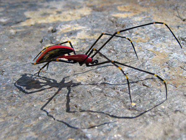 Papuan Orb Weaver Spider redux, glass bug by Wesley Fleming