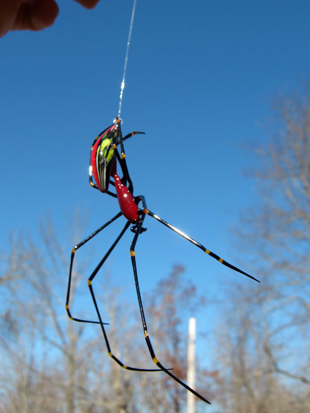 Papuan Orb Weaver Spider redux, glass spider by Wesley Fleming