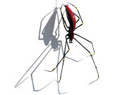 papuan-spider-rdx