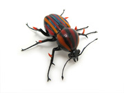 racing-stripe-beetle