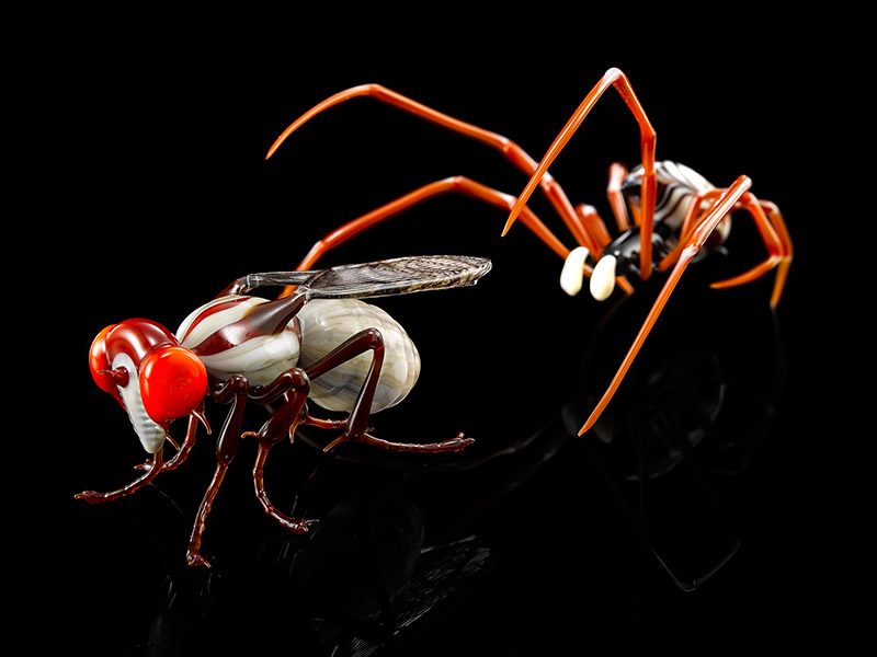 Predation, glass spider and fly by Wesley Fleming