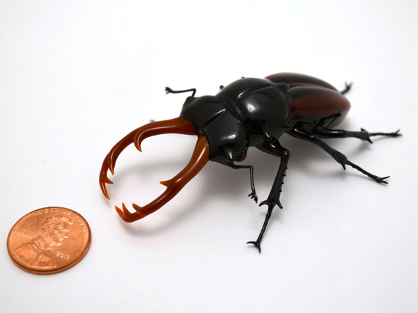 Striped Stag Beetle, glass beetle by Wesley Fleming