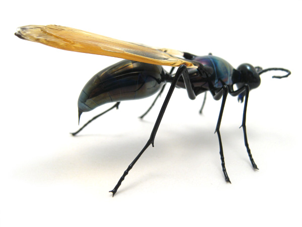 tarantula hawk, glass wasp by Wesley Fleming