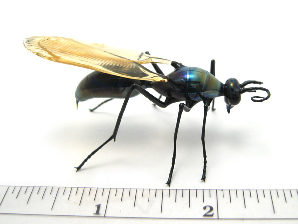 tarantula hawk, glass vespid by Wesley Fleming