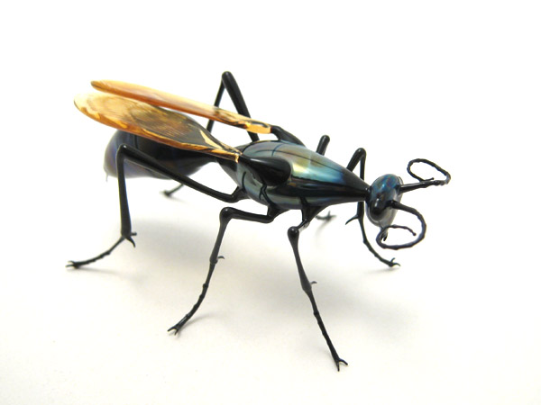 Tarantula Hawk, glass wasp by Wesley Fleming