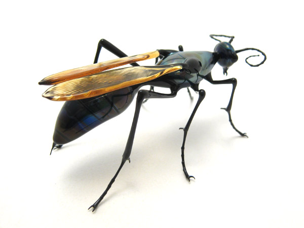 Tarantula Hawk, glass wasp by Wesley Fleming