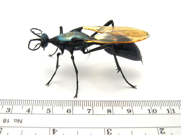 Tarantula Hawk, glass wasp by Wesley Fleming