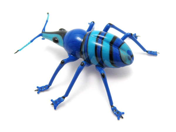 Blue Weevil, glass beetle by Wesley Fleming